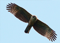 Nisaetus nipalensis leaving the nest