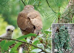 A parent and a baby of Butastur indicus(photo with the live camera)